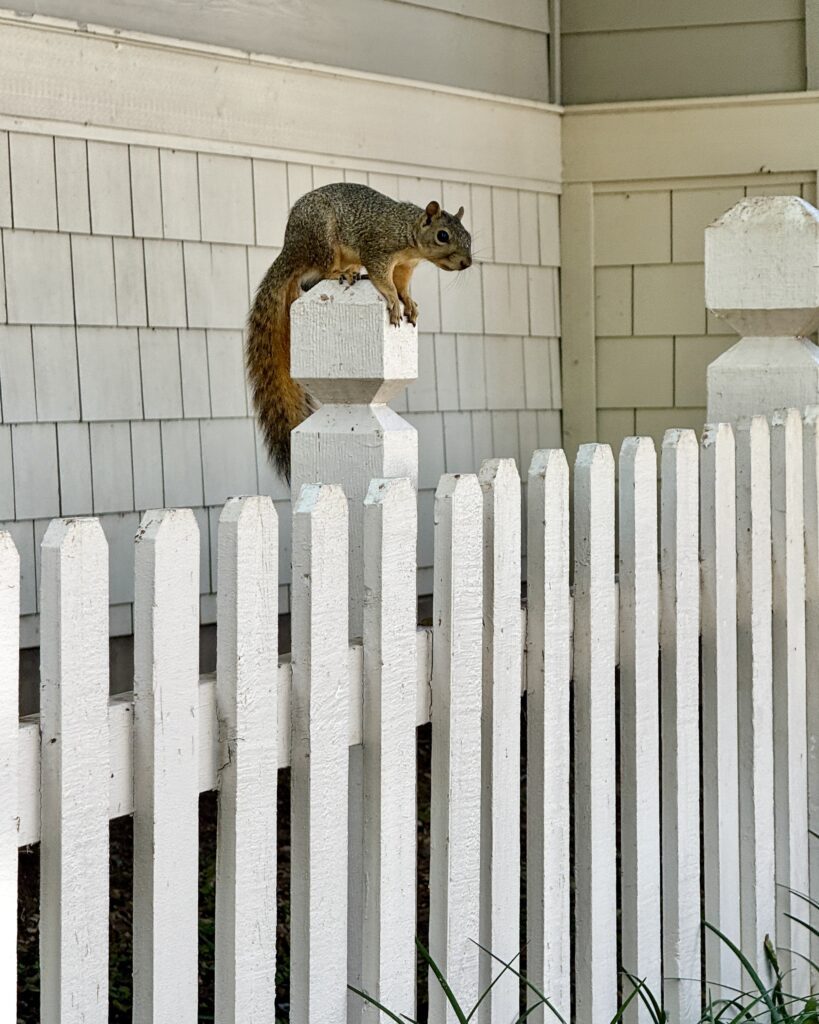 A squirrel perches on the top post of a white picket fence outside a gray house, balancing alertly while facing forward.