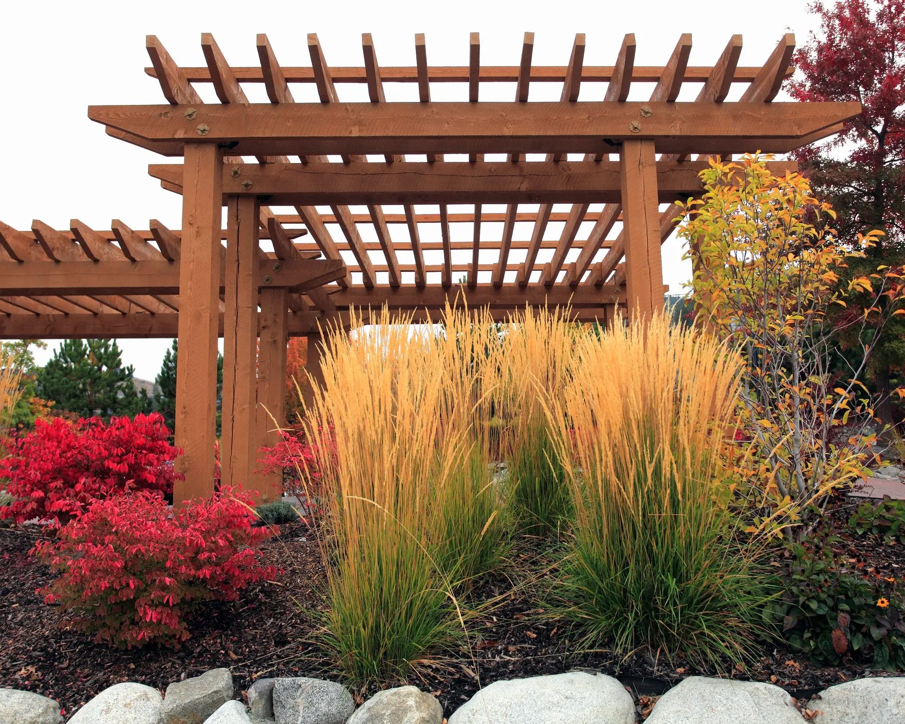 Cedar pergola with garden grasses and ornamental plants
