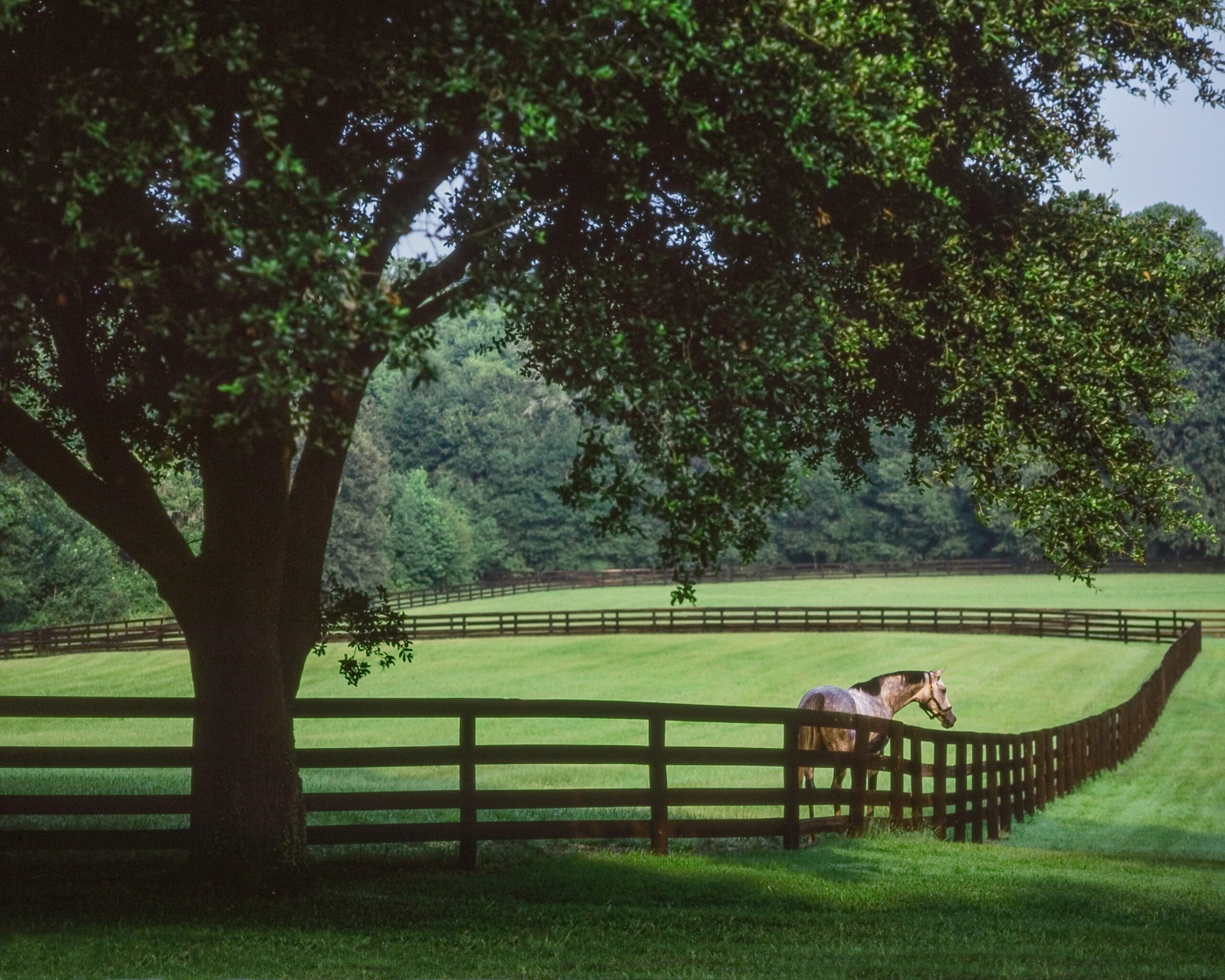 Black rail fence enclosing a green pasture with a grazing horse under a large shade tree.