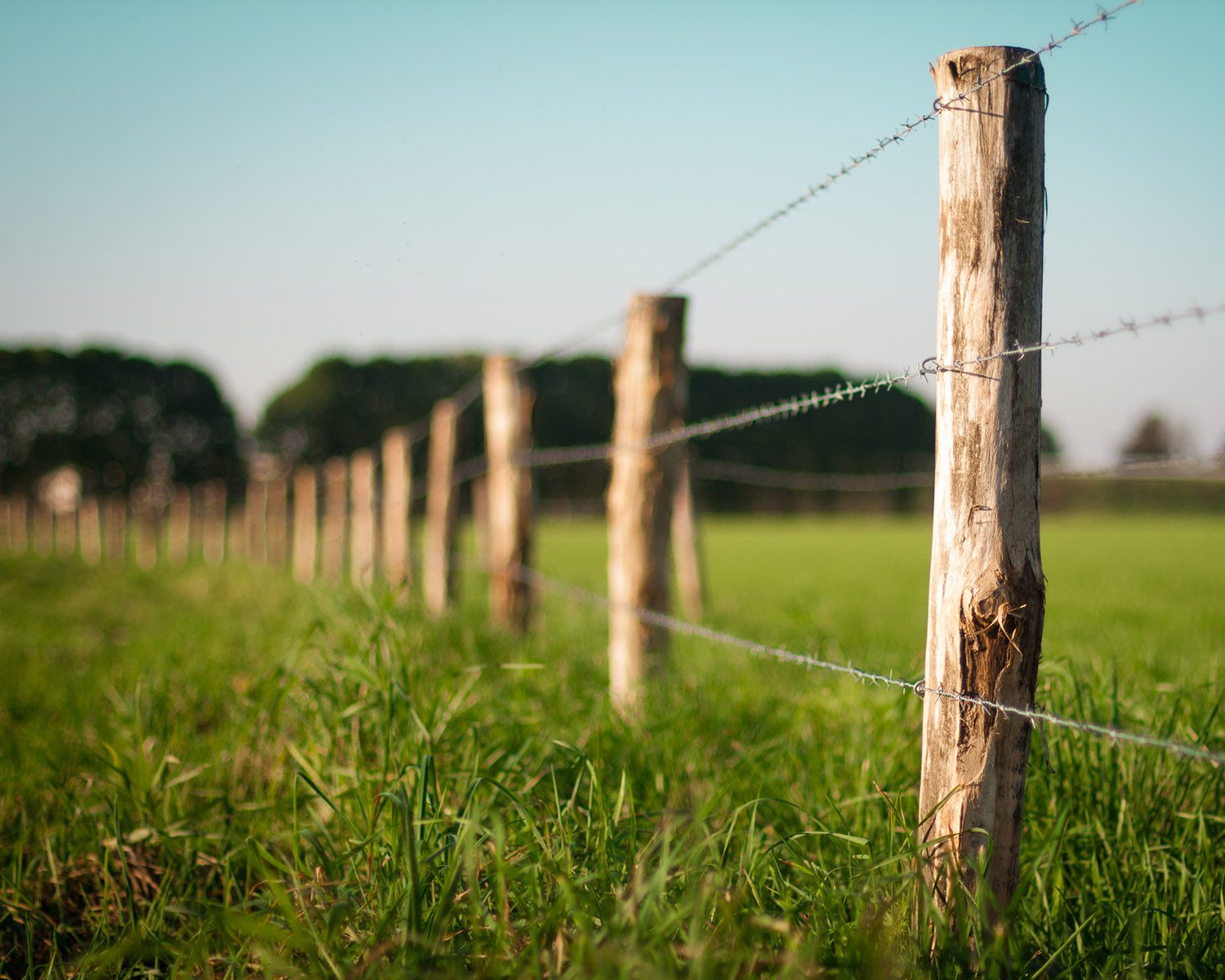Rustic barbed wire fence with cedar posts in an open grassy field