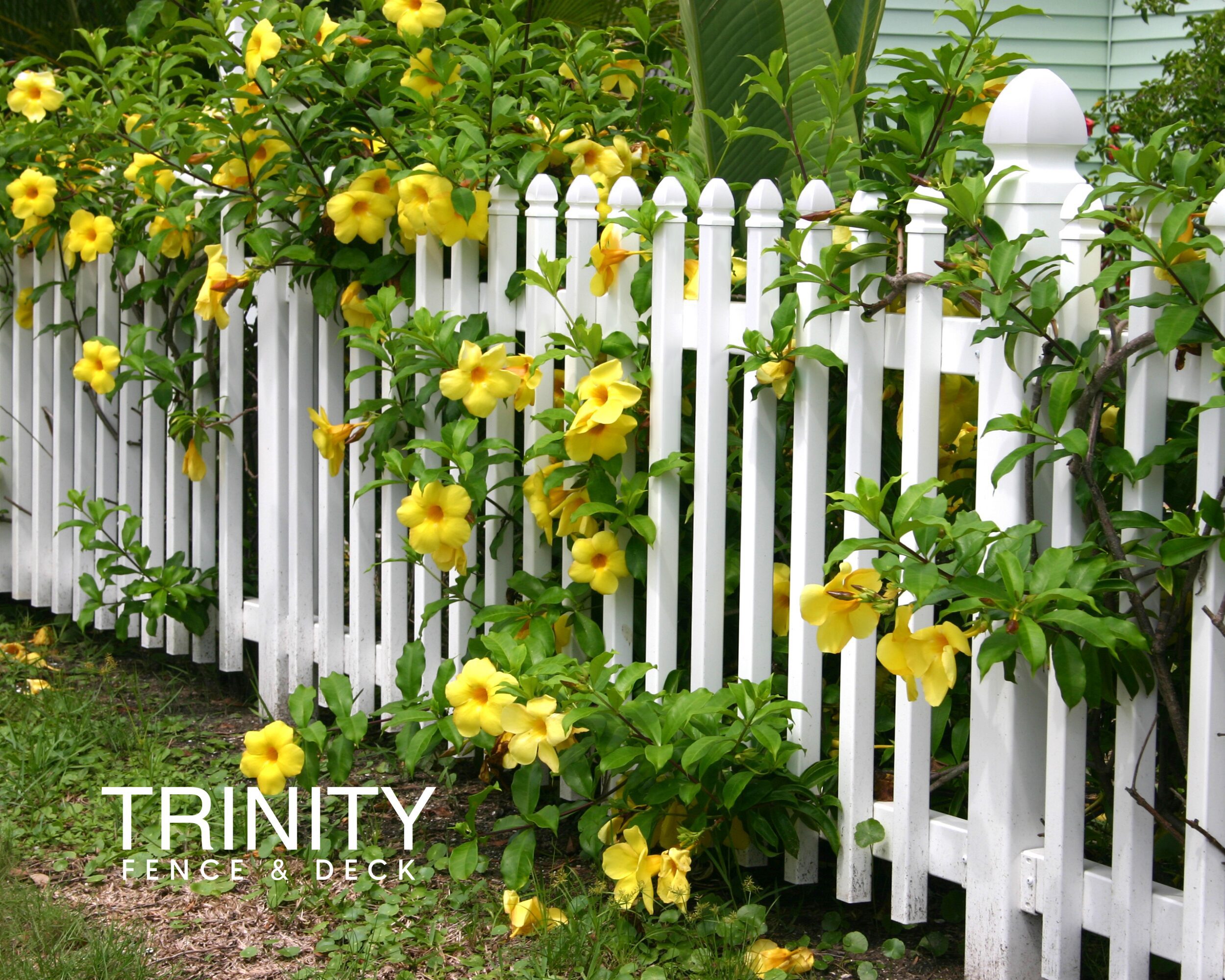 White picket fence with blooming yellow rose bush growing along the posts.