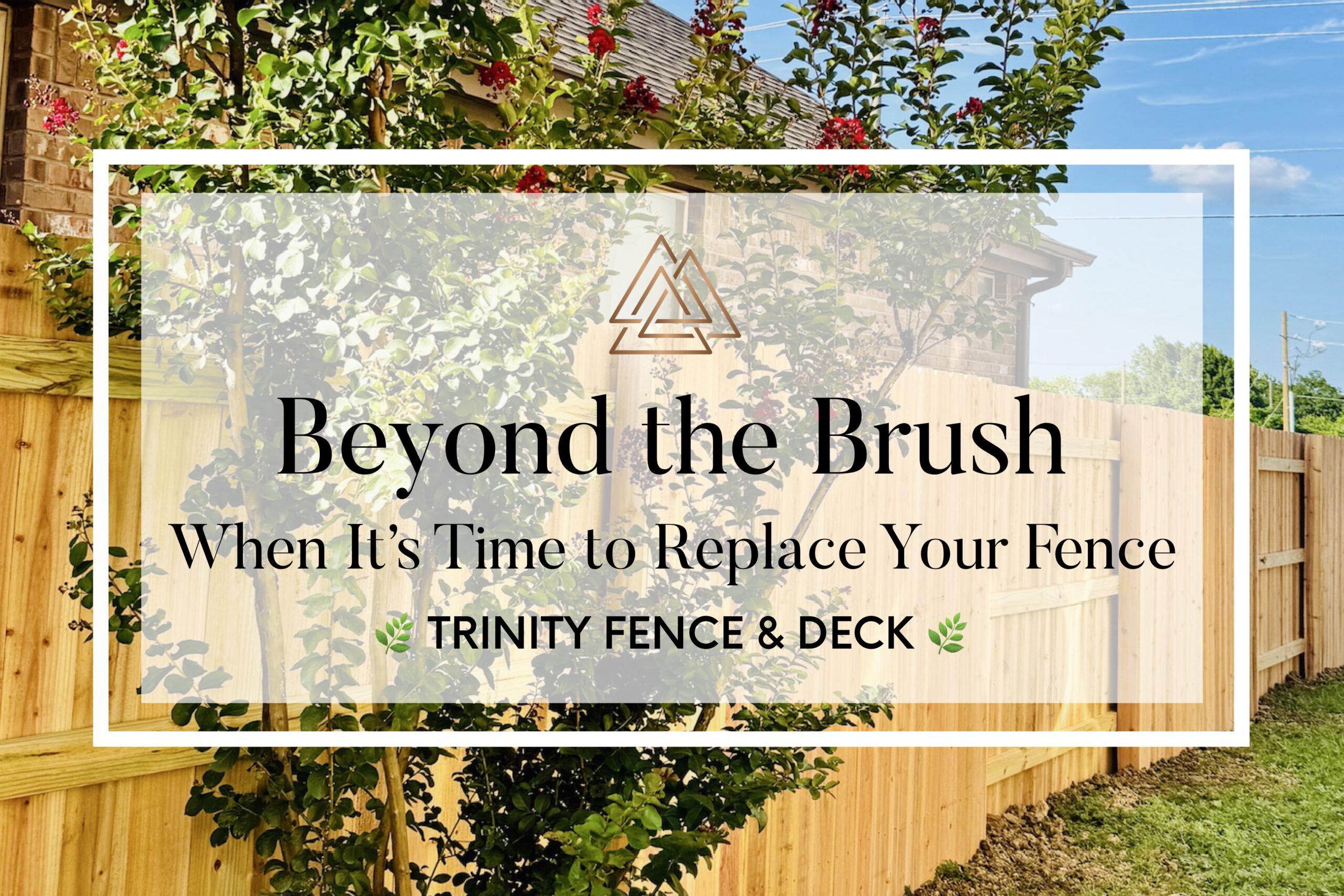 Wood privacy fence with crepe myrtle trees growing in front, captured under a bright Texas sky; promotional graphic reads “Beyond the Brush – When It’s Time to Replace Your Fence” by Trinity Fence & Deck.